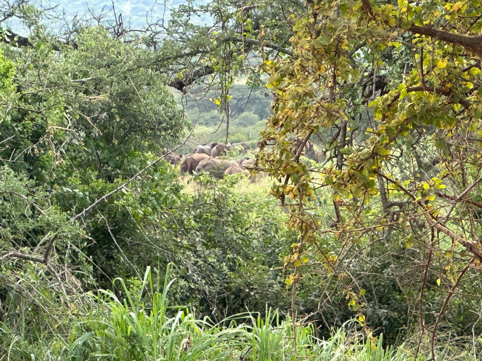 Mkomazi Hotels And Camps Hegoma Exterior foto